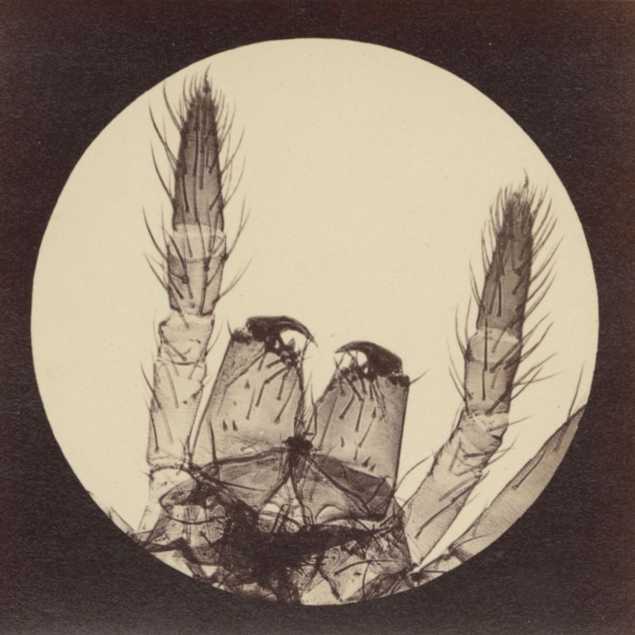 Foto: Julius Stinde, "Kopf der Kreuzspinne", Tafel VI (Aus: Blicke durch das Mikroskop), 1870 Albuminabzug, 8,2 × 8,1 cm, Kunstpalast, Düsseldorf